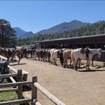 Jackson's Stables Inc