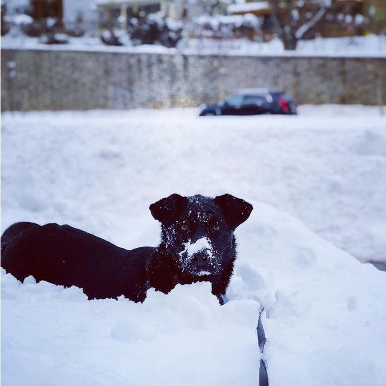 Bailey loves snow.