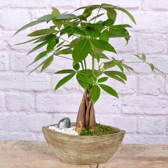 Bonsai Money Tree In Wood and More Indoor Green Plants For Your Home at Bachman's