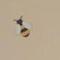 Bees