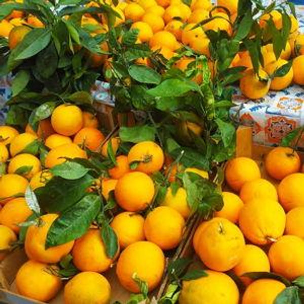 Sicily: Palermo Food Walking Tour