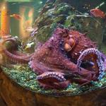 Seattle Aquarium