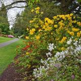 Washington Park Arboretum