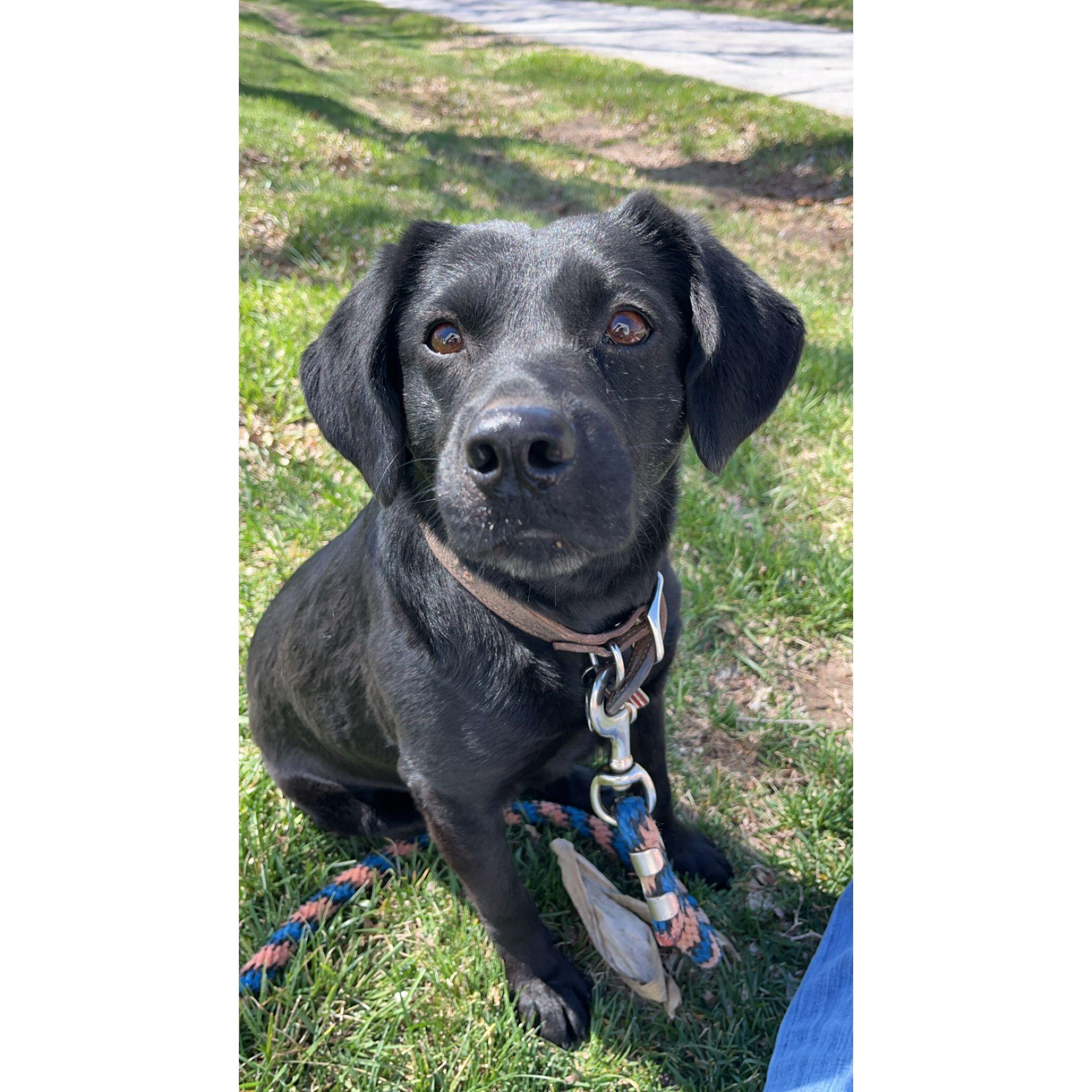 Hi, I'm Molly. I'm so excited about my new family! Mom has included me on the registry too, but don't forget that my favorite treats are Pupperoni (Prime Rib).