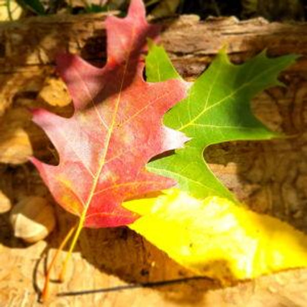 Our Fall (Honeymoon) Getaway