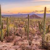 Saguaro National Park