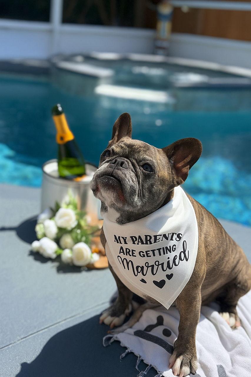 The Wedding Website of Jessica Dillow and Kyle Foglesong