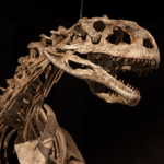 University of Michigan Museum of Natural History