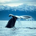 Kaikōura Whale Watching