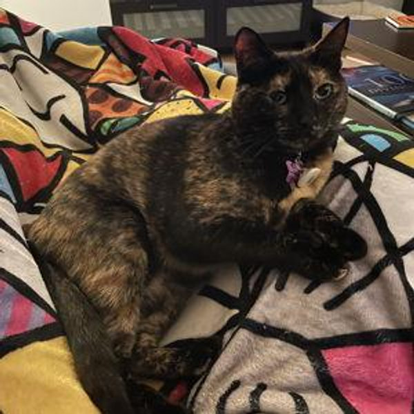 CatCade Donation