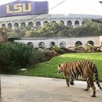 Mike the Tiger's Habitat