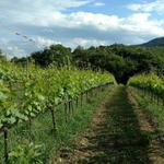 Cantina Terramante