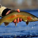 Yellowstone River Rafting & Fly Fishing