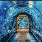 Shark Reef Aquarium at Mandalay Bay