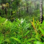 El Yunque National Forest