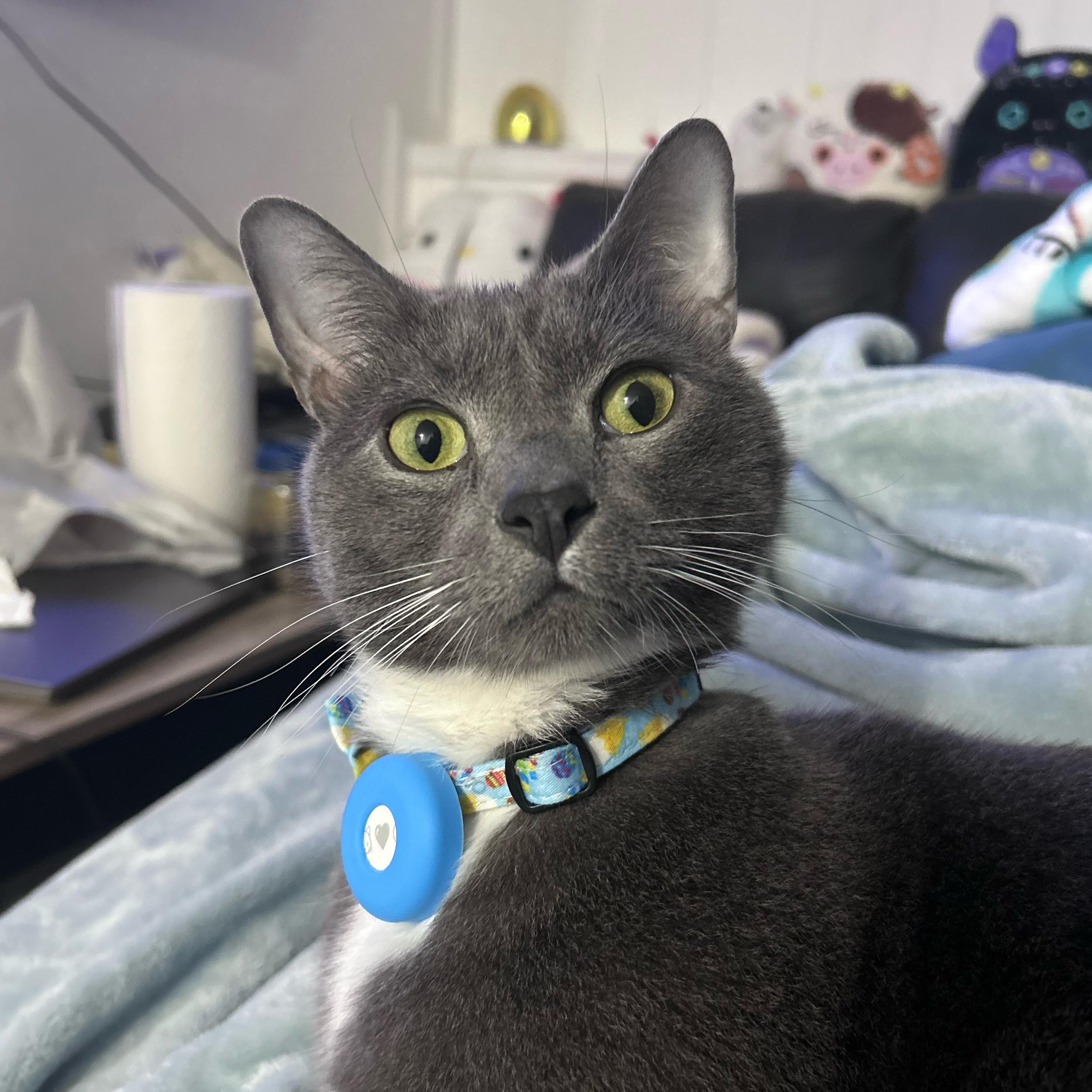 Valentino’s Prescription Food for a Month