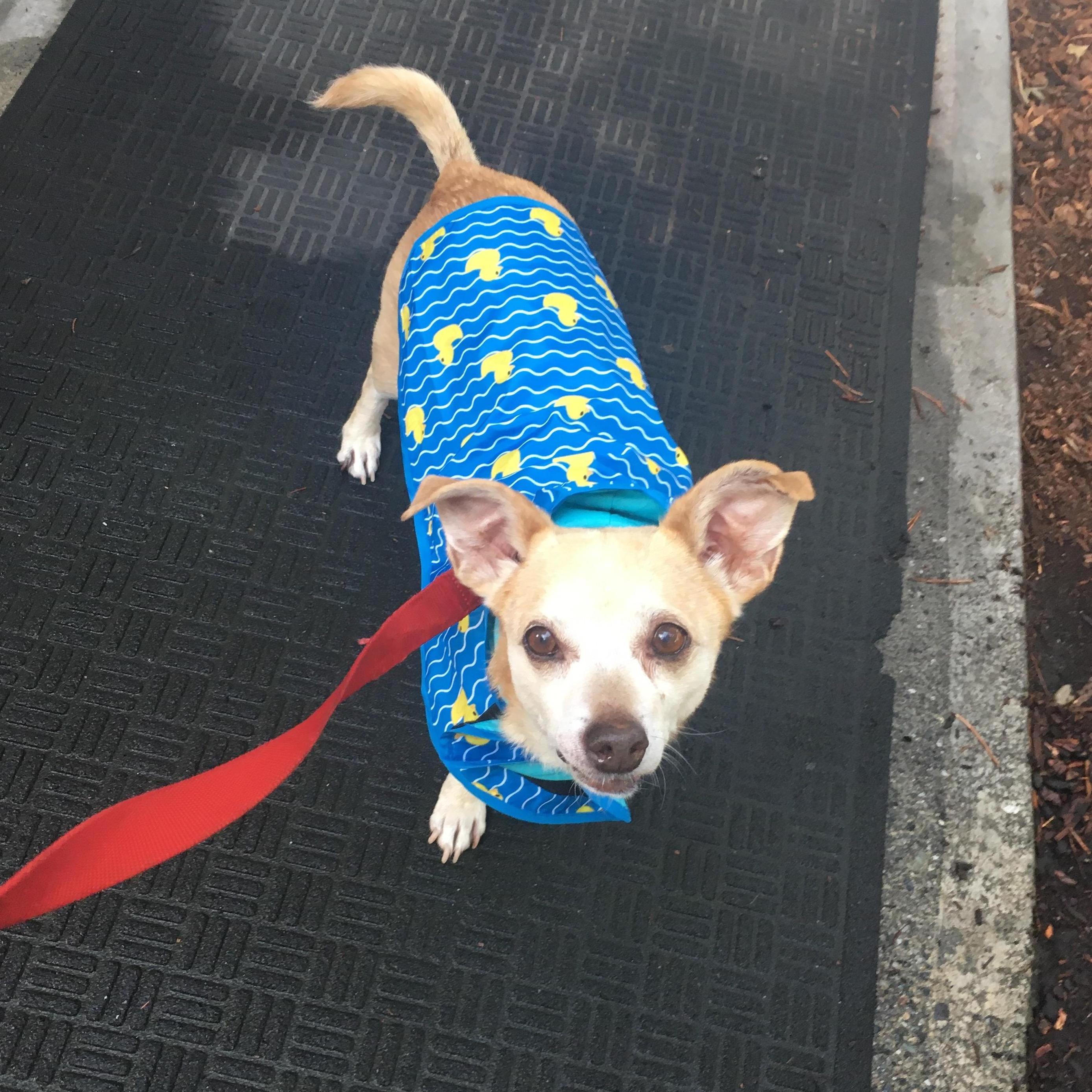 Peanut's first rainy day