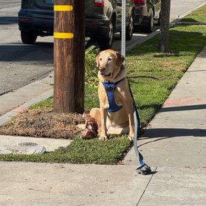 Obedience Classes for Sandy