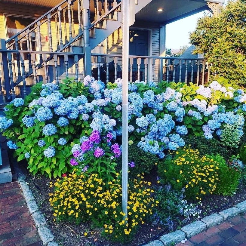 My love for hydrangeas begins