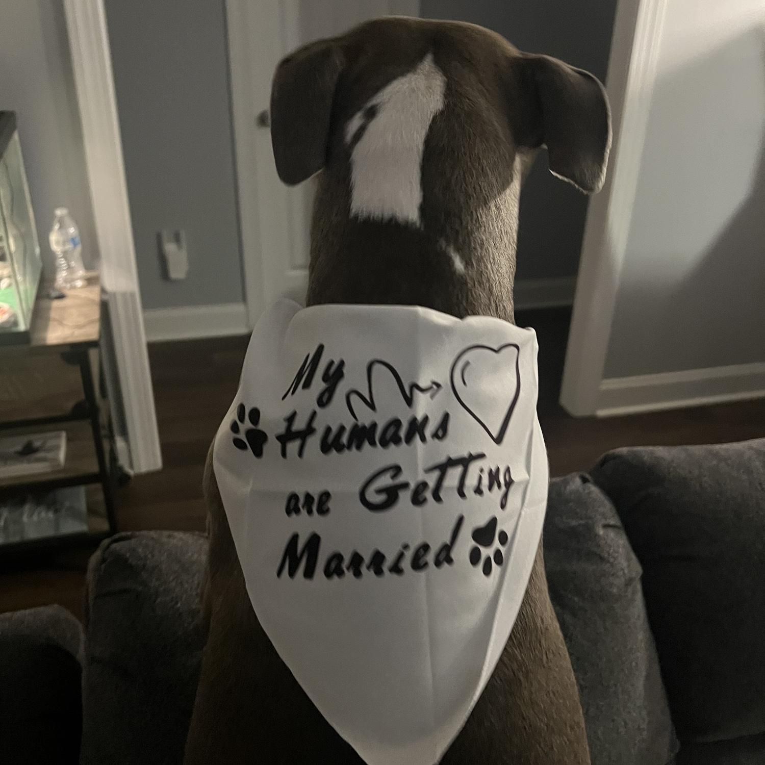 “My Humans Are Getting Married”