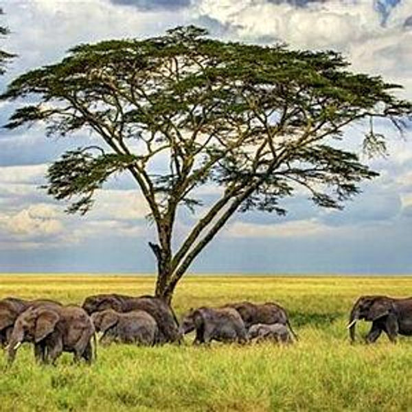 ⁠⁠Parque Natural Serengeti