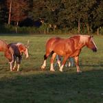West Tisbury