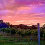 Tarsitano Winery & Vineyards