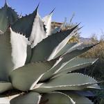 Chihuahuan Desert Gardens