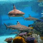 A. National Aquarium