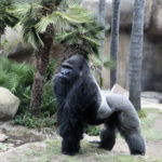 Santa Barbara Zoo