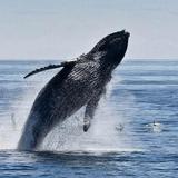 Channel Islands Whale Watching Tour