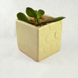 Ceramic Bubble Mini Planter