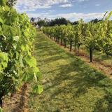 Clover Hill Vineyards & Winery