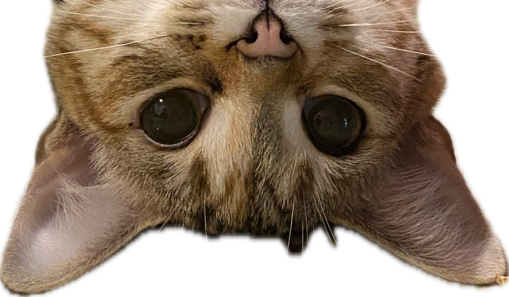 Footer image