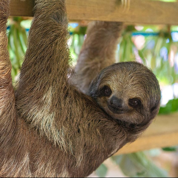 Honeymoon: Wildlife Sanctuary and Iguanas in Honduras
