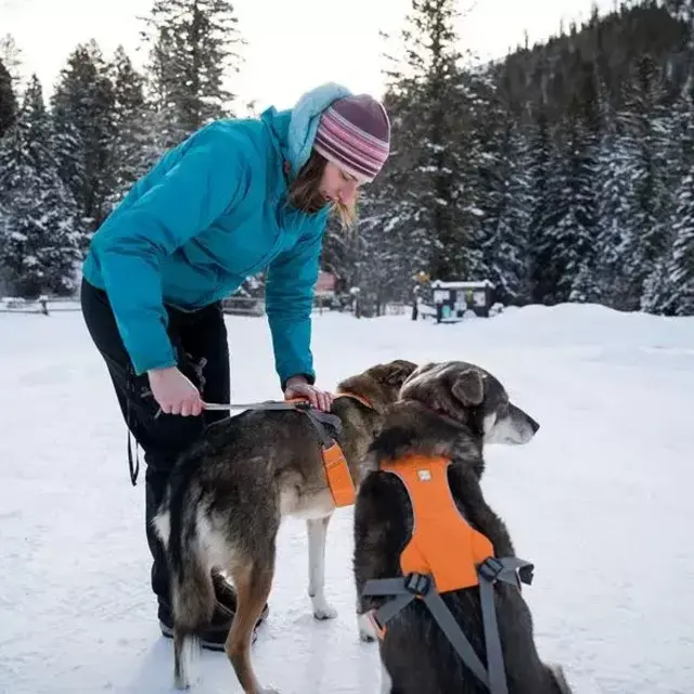 Omnijore Dog Joring System