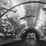 Georgia Aquarium