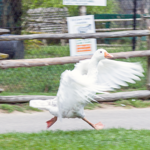 Long Island Game Farm Wildlife Park & Children's Zoo