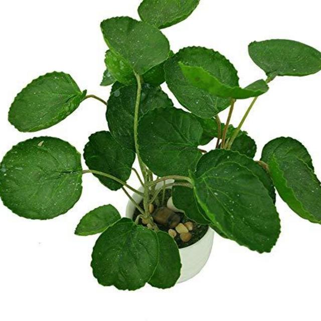 Artificial Pocket Money Plant