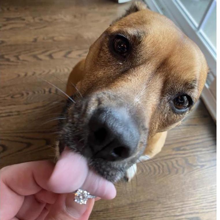 Truffles okaying the engagement ring!