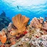 San Miguel de Cozumel