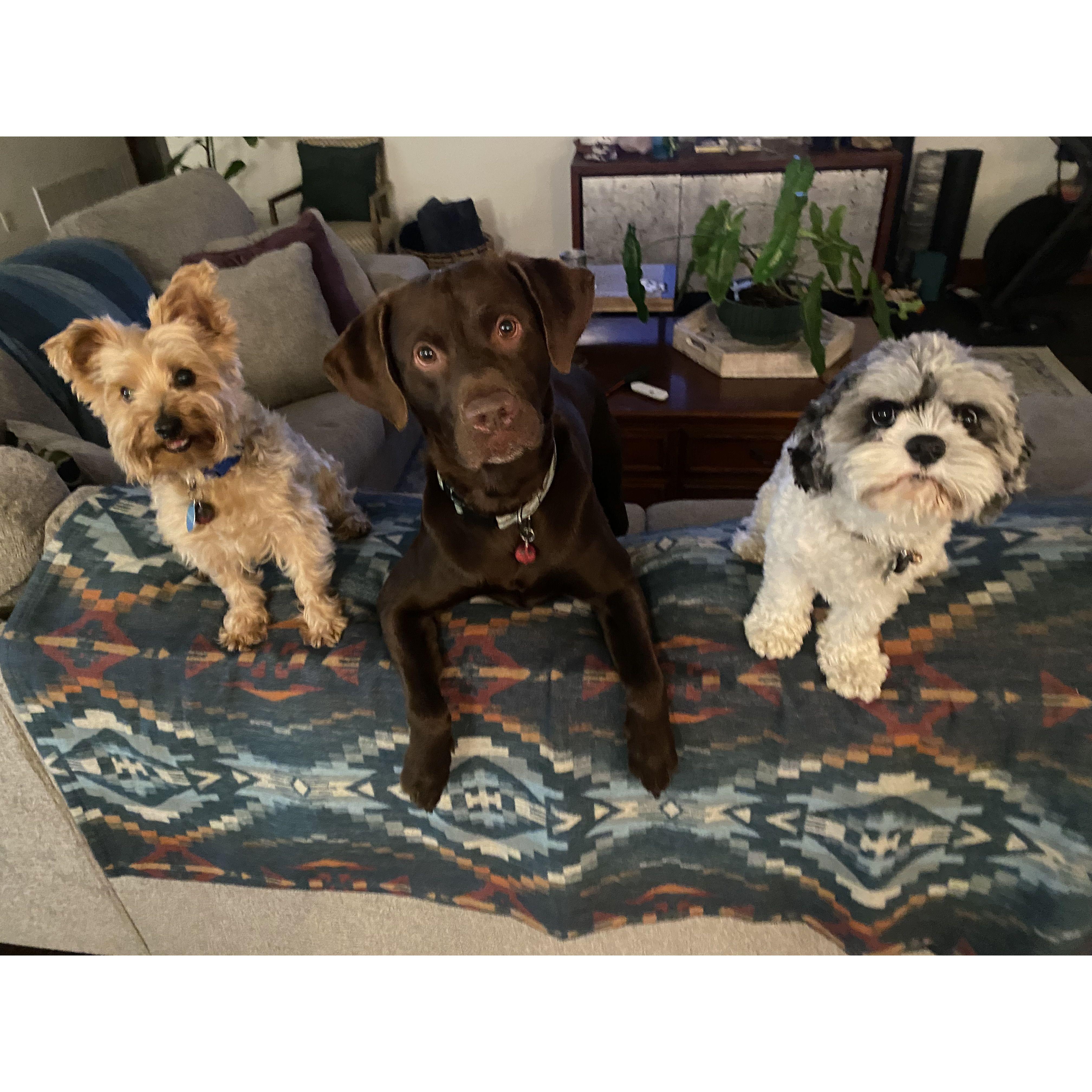 Ziggy, Brew, & Toby Jax