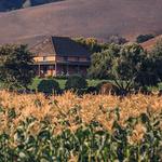 Wineries: Talley Vineyards