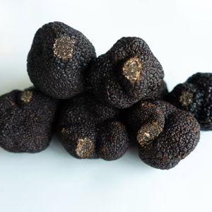 Truffle hunting experience in the Tuscan countryside