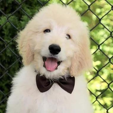 Our New Puppy
