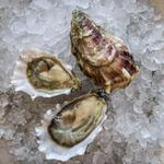 Hog Island Oyster Farm