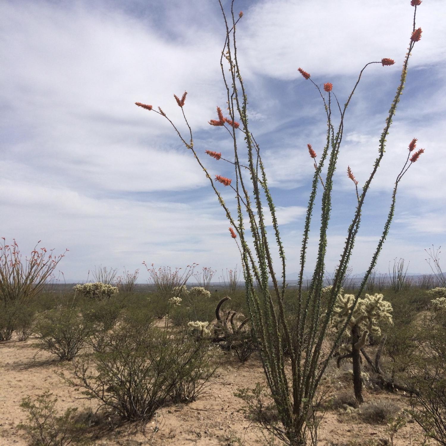 An ocotillo in full bloom <3
