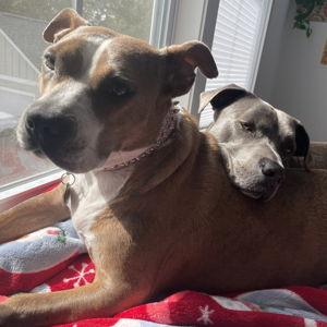 Barkbox Subscription
