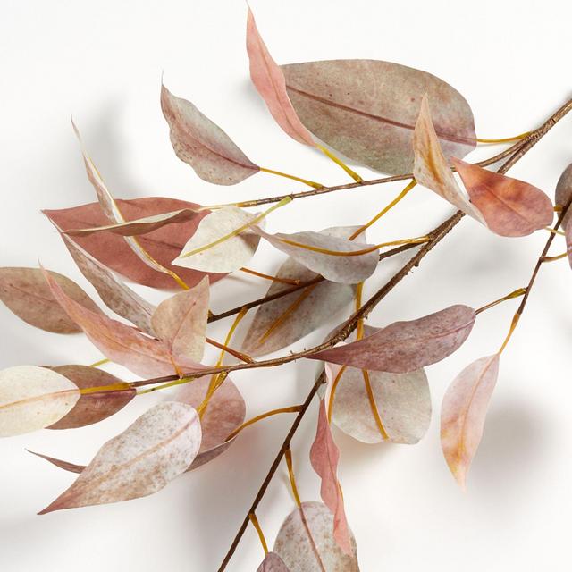 Fall Willow Eucalyptus Stem