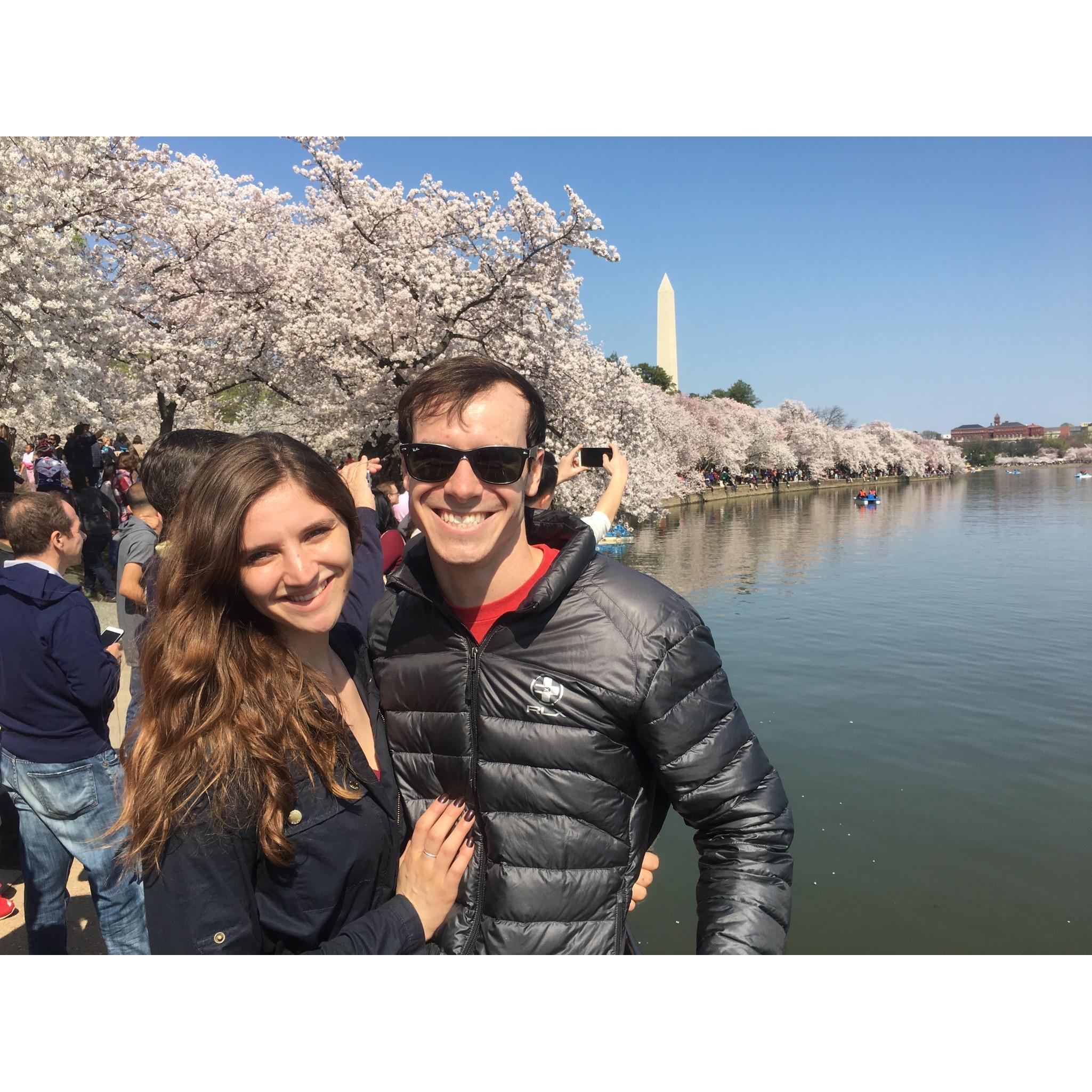cherry blossoms.